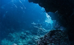 Researchers Characterize Ecology and Habitat of Endangered Whitespotted Eagle Rays