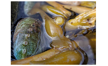 Researchers Outline Strategies for Sustainable Aquaculture