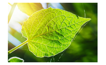 Researchers Use Photosynthesis to Achieve Record Solar-to-Fuel Conversion Efficiency