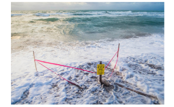Climate Change and Coastal Development Will Affect US Sea Turtles