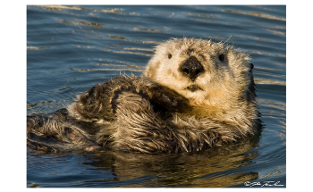Combination of Climate Change and Predator Loss is Affecting Alaskan Reefs