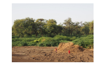 Guidelines for Sustainable Growth of Non-Native Trees to Safeguard Biodiversity Worldwide