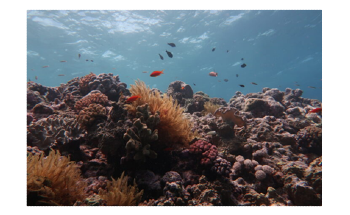 Study Shows Effect of Climate Change on the Great Barrier Reef