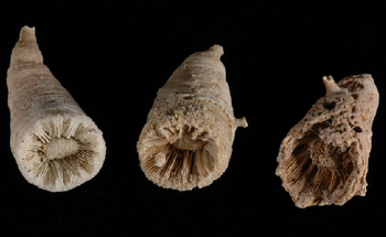 Ancient Deep-Sea Corals Could Offer Insights into Effect of Ocean on Rising CO2 Levels