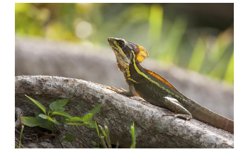 Behaviour of Miami Lizards in Extreme Cold Sheds Light on Climate Change Resilience