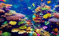 Global 'BiteMap' Shows How Rising Temperatures can Shape Marine Food Webs