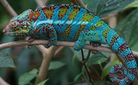 Research Sheds Light on Hidden Losses Deep in the Amazon Rainforest