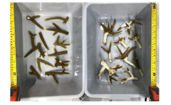 Study Offers Fresh Insight to the Fight to Save Earth’s Embattled Coral Reefs