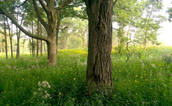 Intensive Efforts Restore Biodiversity of Ancient Oak Woodland