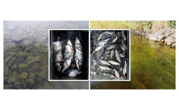 Increasing Temperature Increases Algal, Fish Biomass in Northern Finland Lakes