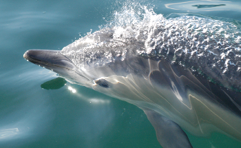 Dolphins Ride Out Dietary Ups and Downs