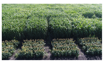 Higher CO2 Levels may not be Beneficial to Corn and Other Crops