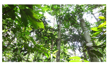 Researchers Figure Out the Reasons for Death of Amazon Trees