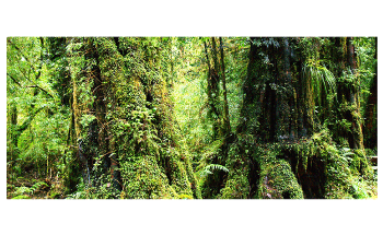 Study Reveals Types of Forests that Store Carbon Most Effectively