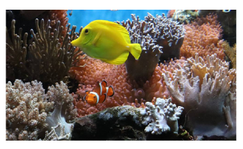 Artificial Coastal Lighting can Disrupt Coral Reproduction
