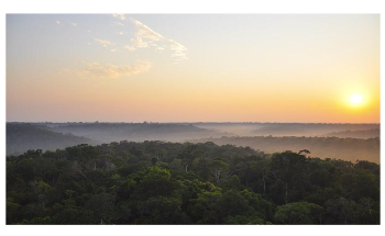 Earth Models Over-Estimate Water Stress in Tropical Forests