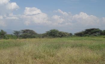 Grassland Restoration in Semi-Arid Regions can Mitigate Climate Change Effects