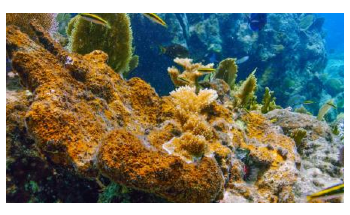 Peyssonnelid Algal Crusts are Overgrowing, Threatening Shallow Coral Reefs
