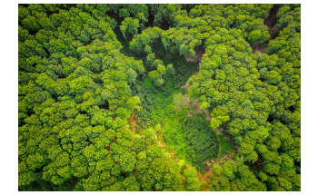Planting and Protecting Trees can Help Mitigate Climate Change