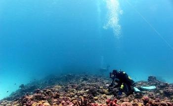 Coral Recovery Following Prolonged Heatwaves
