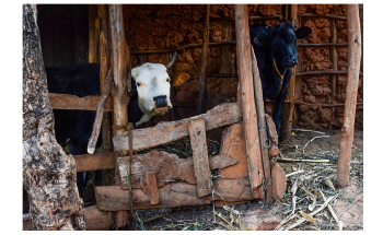 Study Shows No-Meat Diet is not a Blanket Solution to the Climate Crisis