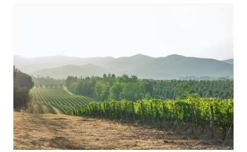 Grape Varieties in Dry Regions Exhibit Traits to Cope with Climate Change