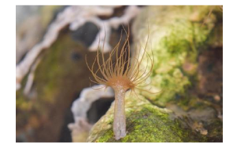 CRISPR/Cas9 System Could Support Efforts to Conserve Fragile Reef Ecosystems