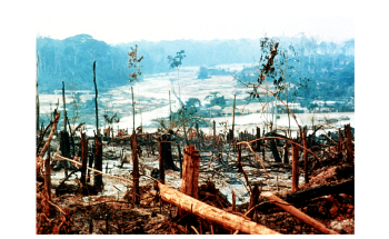 Study Reveals Effect of Near-Real-Time Deforestation Alerts in Tropics