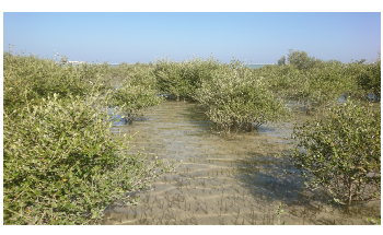 Study Shows Climate Change Accounts for Disappearance of Mangroves in Oman