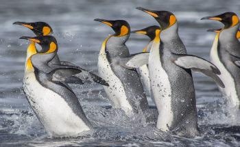 Study Reveals the Significant Impact of Climate Change on Antarctica