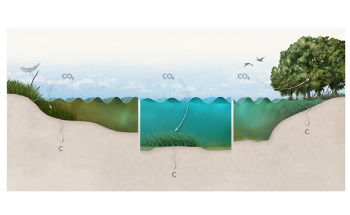 Diverse Strategies are Needed to Address Climate Change in Marine Ecosystems