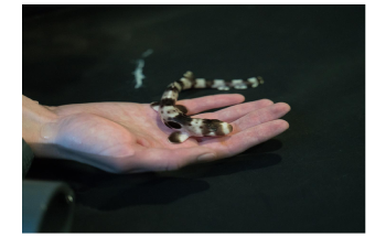 Study Analyzes Effect of Climate Change on Survival of Sharks