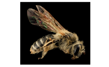Abundance and Diversity of Wild Bees Affected by Climate Change