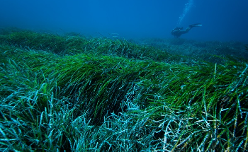 Seagrass Helps to Eliminate Plastics from Coastal Areas