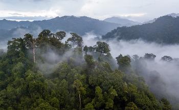 Earth’s Plants are Heading towards a Temperature ‘Tipping Point’