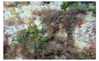 Ocean Acidification Restricts Algal Communities to Low Biodiversity, Complexity