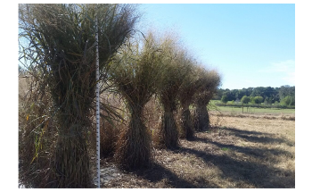 Study Performs Genome Analysis of Switchgrass, a Potential Biofuel Crop