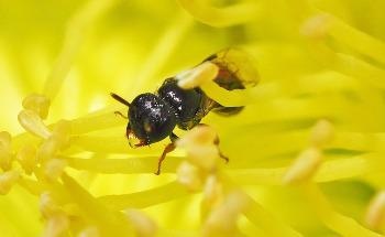 Curtin Study Finds Native Bees under Threat from Growing Urbanization