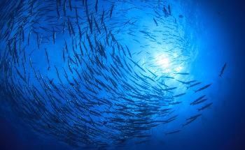 What Effect is Rising Noise Pollution having on Marine Life?