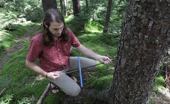 Trees are Consuming More CO2 on a Global Scale than Previously Reported