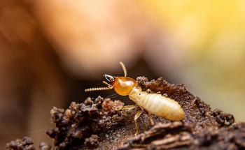 Microbes from Termite Gut Could Break Down Lignin in Wheat Straw to Produce Biofuel