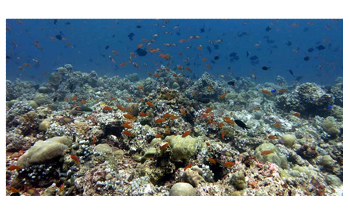 Predatory Reef Fish Rely on Food Resources from Open Ocean, not from Reef