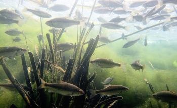 Freshwater Fish are Facing a Catastrophic Decline