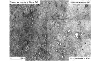Dingo Effects on Ecosystem Visible from Space