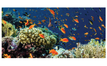 Probiotic Symbiotic Bacteria Could Improve Coral Resilience