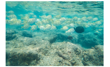 Marine Protected Areas in Oahu Provide Low Safety to Coral Reef Herbivorous Fishes