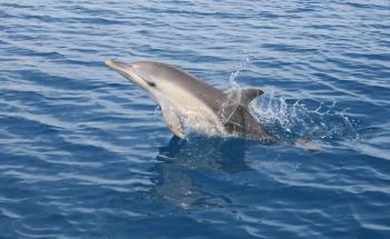 Dolphin Populations At-Risk Trans-Tasman Study Calls for Greater Collaboration