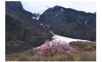 Genomes in Wild Plant Species may Help Peaches Adapt to Climate Change