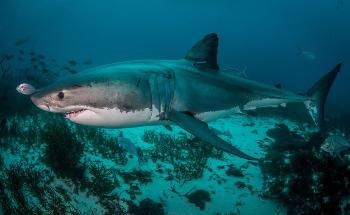 COVID-19 Restrictions Help Understand Human Impacts on Marine Life