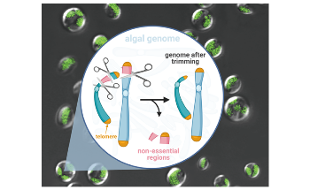 New Technique to Modify Microalgal Genomes to Make them Produce Biofuels